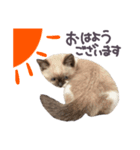 あざと王子おもち（個別スタンプ：1）