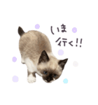 あざと王子おもち（個別スタンプ：9）