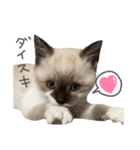 あざと王子おもち（個別スタンプ：12）