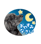 トイ・プードルのまっくん（個別スタンプ：8）