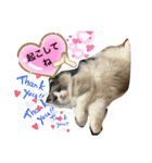 猫スタンプチャライト3（個別スタンプ：1）