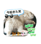 猫スタンプチャライト3（個別スタンプ：2）