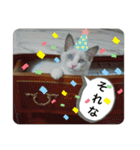 猫スタンプチャライト3（個別スタンプ：3）