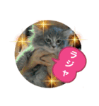 猫スタンプチャライト3（個別スタンプ：4）