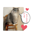 猫スタンプチャライト3（個別スタンプ：6）