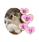 猫スタンプチャライト3（個別スタンプ：7）