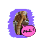 猫スタンプチャライト3（個別スタンプ：8）