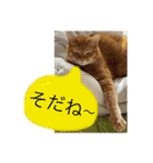 猫スタンプチャライト3（個別スタンプ：9）