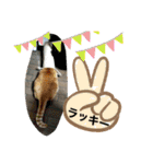 猫スタンプチャライト3（個別スタンプ：11）