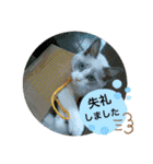猫スタンプチャライト3（個別スタンプ：12）