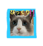 猫スタンプチャライト3（個別スタンプ：15）