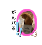 猫スタンプチャライト3（個別スタンプ：16）