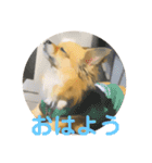 まゆげチワワ（個別スタンプ：2）