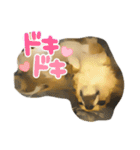 まゆげチワワ（個別スタンプ：12）