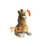 まゆげチワワ（個別スタンプ：13）