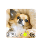 まゆげチワワ（個別スタンプ：14）