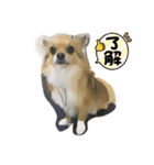 まゆげチワワ（個別スタンプ：15）