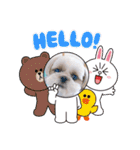 シーズーろこ（個別スタンプ：3）