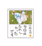 シーズーろこ（個別スタンプ：7）