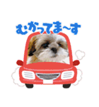 シーズーろこ（個別スタンプ：14）