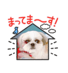 シーズーろこ（個別スタンプ：15）