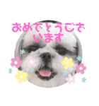 シーズーろこ（個別スタンプ：32）