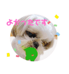 シーズーろこ（個別スタンプ：33）