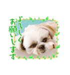 シーズーろこ（個別スタンプ：36）