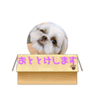 シーズーろこ（個別スタンプ：37）