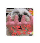 シーズーろこ（個別スタンプ：40）