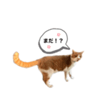 ネコで返事2（個別スタンプ：5）