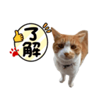 ネコで返事2（個別スタンプ：7）