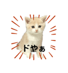 Mokittyファミリー：elle：（個別スタンプ：5）