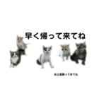 Mokittyファミリー：elle：（個別スタンプ：8）