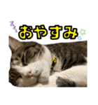 パーシー家のにゃんず（個別スタンプ：5）