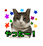 パーシー家のにゃんず（個別スタンプ：8）
