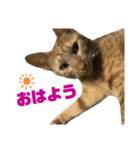 パーシー家のにゃんず（個別スタンプ：16）