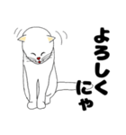 【ねこ語】楽しい白ねこスタンプ（個別スタンプ：21）