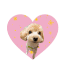 RYUJIRO♡ADERA（個別スタンプ：15）