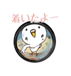 白いインコさんスタンプ（個別スタンプ：14）