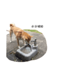 柴犬りょうた③（個別スタンプ：4）