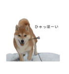 柴犬りょうた③（個別スタンプ：5）