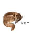 柴犬りょうた③（個別スタンプ：8）