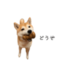 柴犬りょうた③（個別スタンプ：9）
