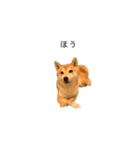 柴犬りょうた③（個別スタンプ：10）