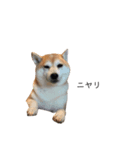 柴犬りょうた③（個別スタンプ：11）