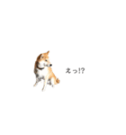柴犬りょうた③（個別スタンプ：12）