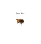 柴犬りょうた③（個別スタンプ：16）