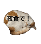チョロちゃん 2（個別スタンプ：3）