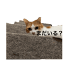 チョロちゃん 2（個別スタンプ：11）
